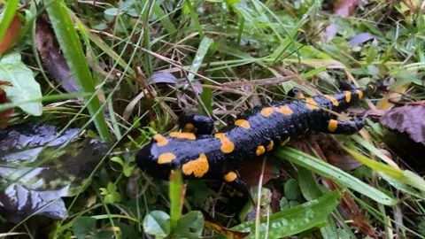Close-up of a Brightly Colored Fire Salamander. Salamandra Crawling on Wet Green Stock Footage 323749843