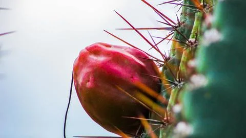 Close-up of a brightly colored red fruit growing on a green cactus stem wit.. Stock Photos