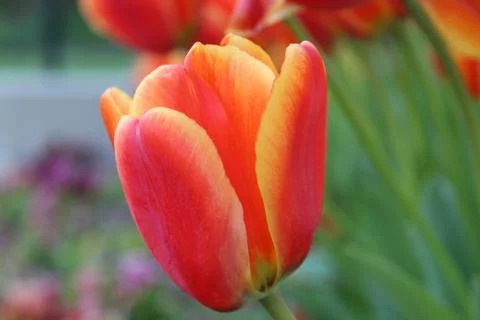Close up of brightly colored Spring tulip Stock Photos