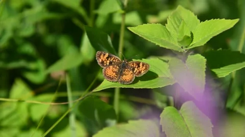 Close up of a brightly patterned orange and brown butterfly Vídeos de archivo 136484610