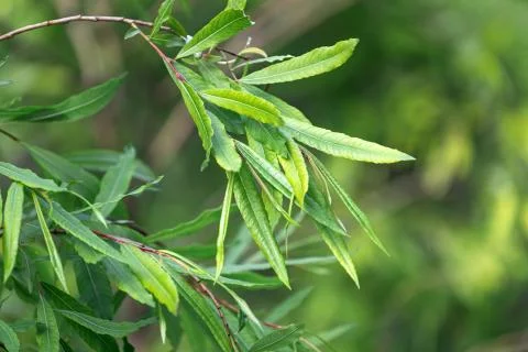 Close-up of brightly sharp green leaves of a young tree, in the background a  Stock Photos