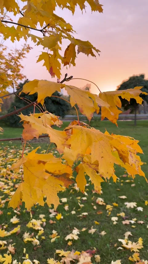 Close-up of brilliant yellow maple foliage, illuminated by the fading light of Stock Footage 319469736
