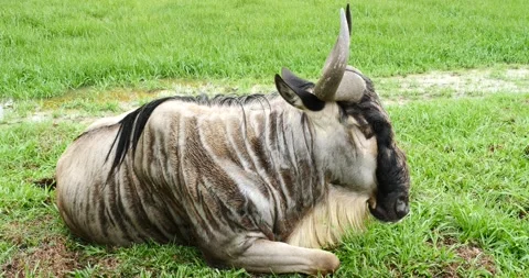 Close up on Brindled Wildebeest relaxing on grass Stock Footage 157303716