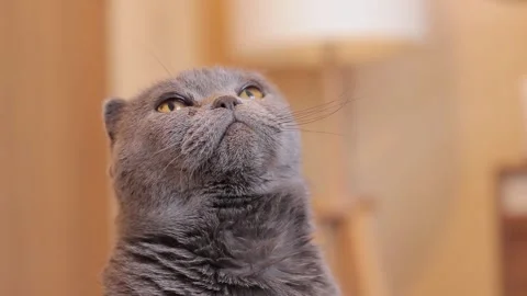 Close-up of a British breed cat's face. The cat is waiting for a treat Stock Footage 250409573