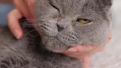 Close-up of a British breed cat's face. Female hands scratching a cat Stock Footage 250599648
