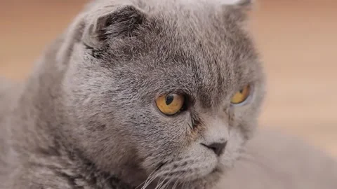 Close-up of a British breed cat's face Stock Footage 250600033