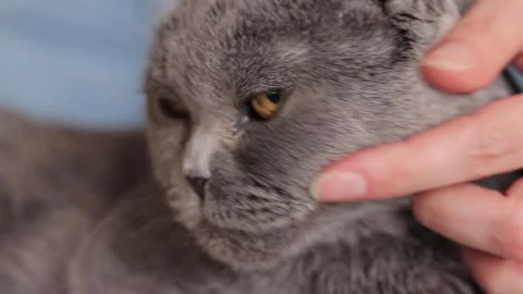 Close-up of a British breed cat's face. Female hands scratching a cat Vídeo Stock 251026560