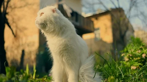 Close up british cat siting on yard sunny day happy Stock Footage 112616390