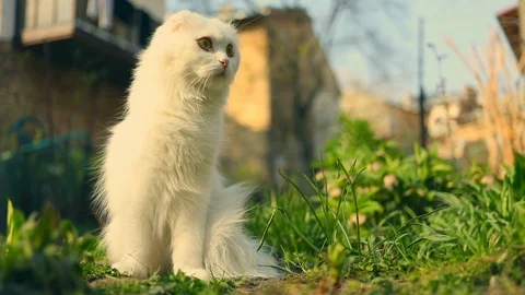 Close up british cat siting on yard sunny day happy funny Stock Footage 112616575