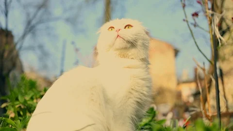Close up british cat siting on yard sunny day happy Stock Footage 112616744