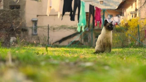 Close up british cat siting on yard sunny day happy funny Stock Footage 112617014