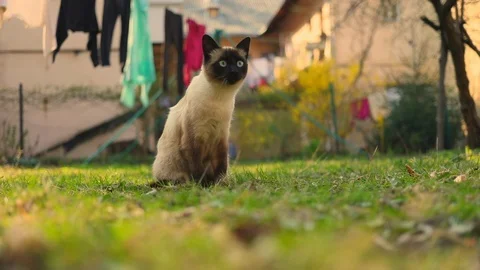 Close up british cat siting on yard sunny day happy Stock Footage 112617131