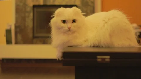 Close up british cat sitting on table in loft room funny animals Stock Footage 113300399