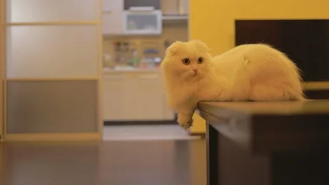 Close up british cat sitting on table look around in loft room funny animals Stock Footage 113300530