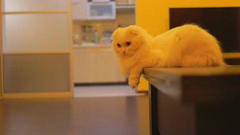 Close up british cat sitting on table look around in loft room funny animals Stock Footage 113300571