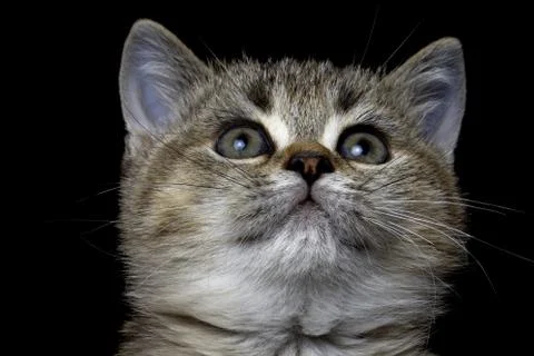 Close-up British kitty Stock Photos