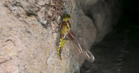 A Close-up of a Broad-bodied Chaser Emerging on a Wall at Night Stock Footage 345230763