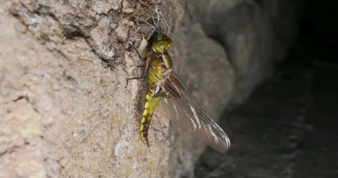 A Close-up of a Broad-bodied Chaser Emerging on a Wall at Night Stock Footage 345230775