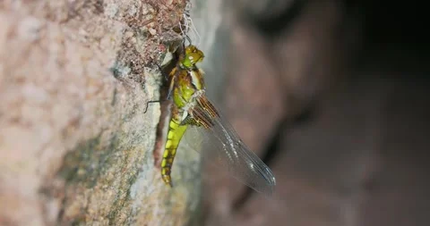 A Close-up of a Broad-bodied Chaser Emerging on a Wall at Night Stock Footage 345230799