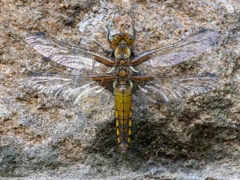 A Close-up of a Broad-bodied Chaser Emerging on a Wall. 写真素材