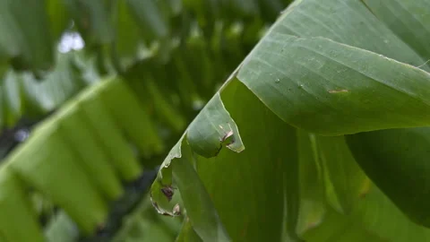 Close-up of a broad green banana leaf with naturally torn edges and water Video stock 345077455