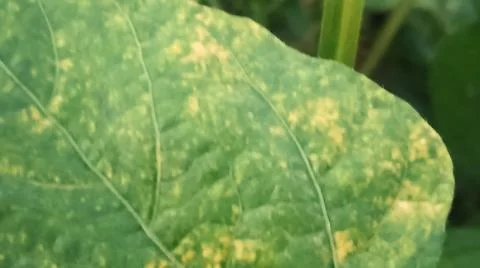 Close-up of broad green leaves with speckled surface texture Stock Photos