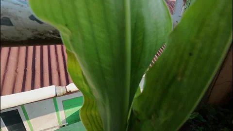Close-Up of Broad Green Tropical Plant Leaf on Balcony Stock Footage 337804853
