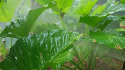 Close-up of broad-leaved tropical plants with micro irrigation in greenhouse Vidéo 339795247