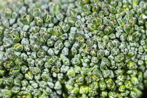 Close up broccoli flower Stock Photos
