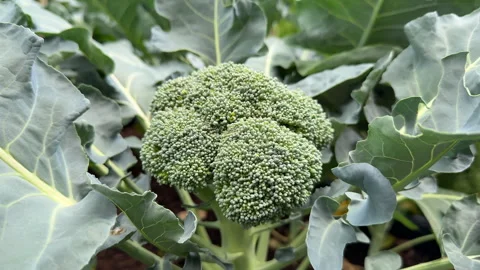 Close Up Broccoli Head Stock Footage 348337318