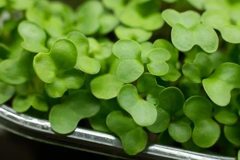 Close-up of broccoli microgreens in container Stock Photos