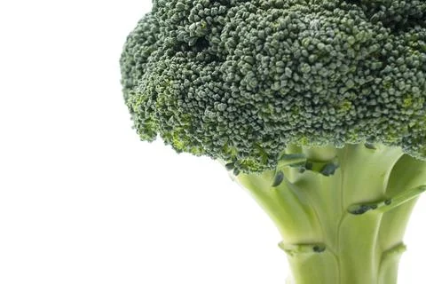 Close-up of broccoli placed on a white background Stock Photos
