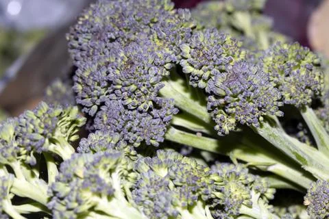 Close Up of broccoli Stalk Green Vegetable Foto stock