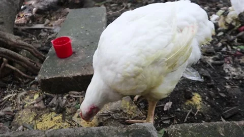 Close Up Broiler Chicken White Feather Pecking Food Stock Footage 242122367
