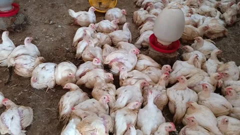 Close-up of broiler chickens crowded densely on the floor of an industrial farm. Stock Footage 321940794