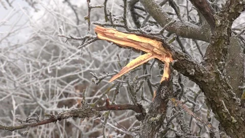 Close up of broken and damaged tree big branch cracked Stock Footage 309167994