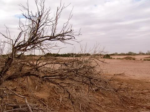 Close-up of broken and grunge texture of the arid floor Stock Photos