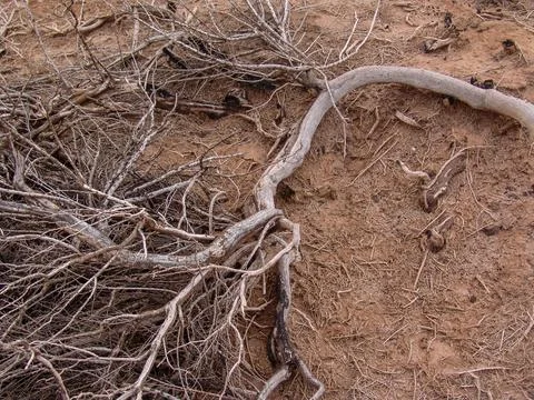 Close-up of broken and grunge texture of the arid floor Stock Photos