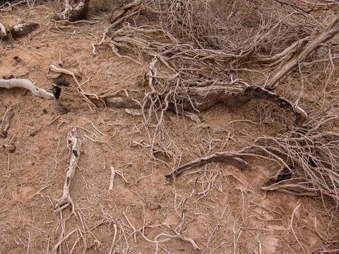 Close-up of broken and grunge texture of the arid floor Stock Photos