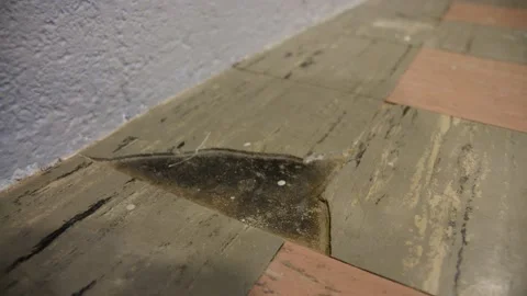 Close up of Broken Asbestos Tile, Cracked Floor That Can cause cancer In Homes Video stock 135673678