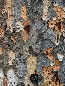 Close up to broken bark of old tree. Wooden tree with amazing texture from .. Stock Photos