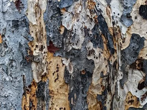 Close up to broken bark of old tree. Wooden tree with amazing texture from .. Stock Photos
