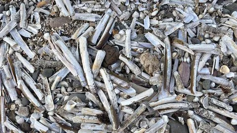 Close up broken beach shells wind swept sand and stones abstract background Stock Photos