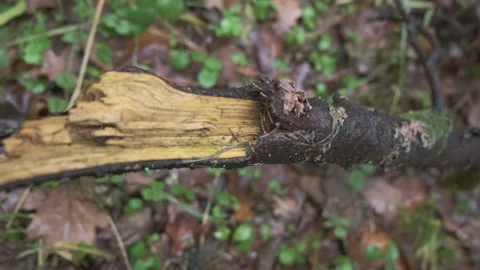 Close-up of broken branch with exposed wood grain and bark decay Stock Footage 330316714