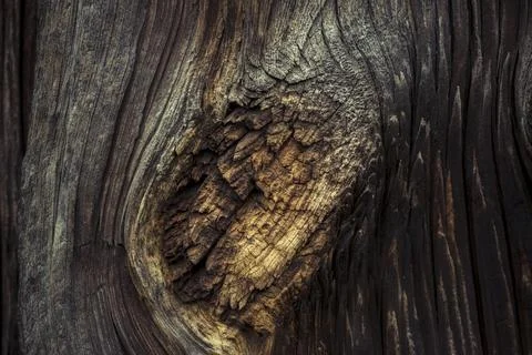 Close up of a broken branch on the tree Stock Photos