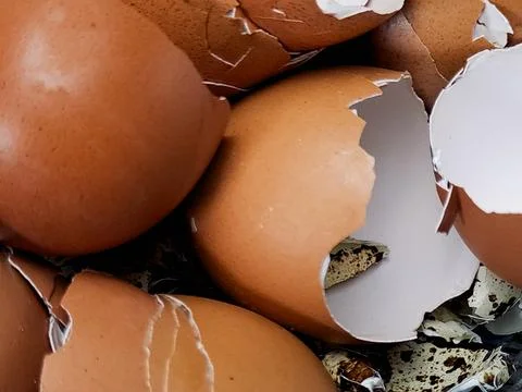 Close-up of broken brown eggshells piled together, captured in natural ligh.. Stock Photos