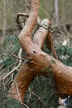 Close up of a broken pine tree branch with textured orange bark and green nee Stock Photos