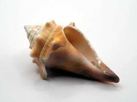 Close-up of the broken shell of a Florida fighting conch (strombus alatus) .. Stock Photos