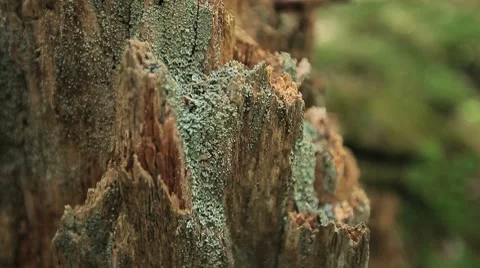 Close up of broken stump with moss. Blurred background Stock Footage 8557986