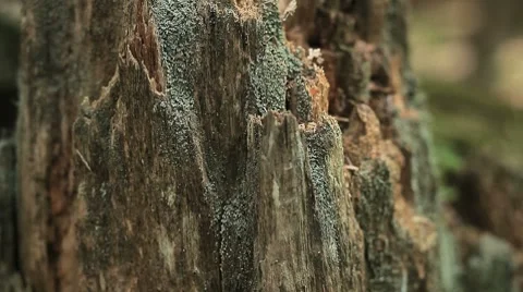 Close up of broken stump with moss. Stock Footage 8558035